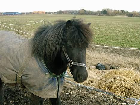 Anden særlig race Tarzan billede 4