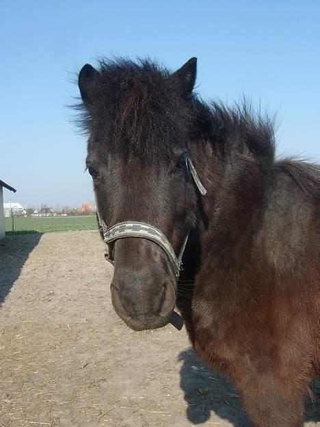 Anden særlig race Tarzan billede 7