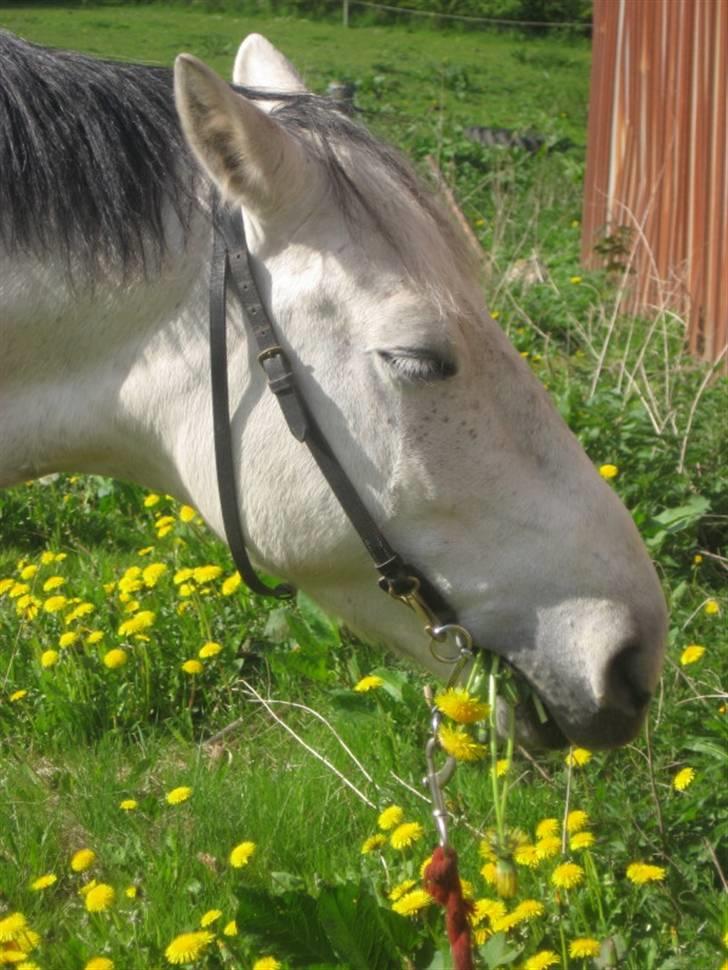 Tysk Sportspony Sandor<33 R.I.P. Savnet<3 billede 12