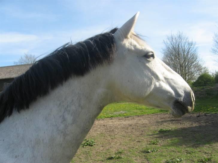 Tysk Sportspony Sandor<33 R.I.P. Savnet<3 billede 13