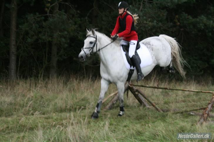Anden særlig race Super Star / VSR / part - efterårs jagt 09 billede 6