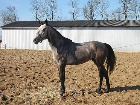 Holstener Animera *Solgt* - Velkommen billede 1