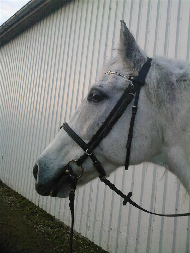 Anden særlig race Super Star / VSR / part - (Foto: mig ;D) billede 7