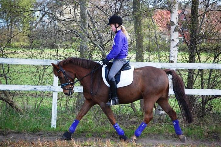 Anden særlig race Nagengaards Cesare -solgt billede 4