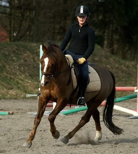 New Forest Boytano  - dagen før stævnen på mak.   taget d. 23-3-07 billede 2