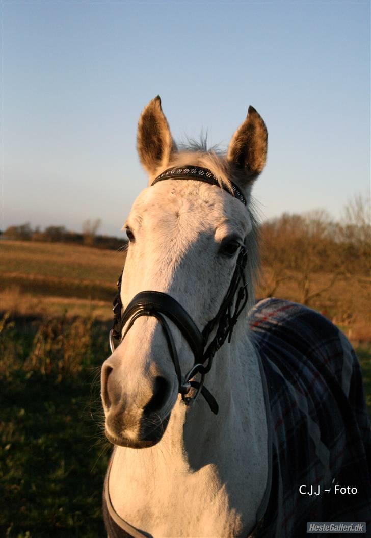 Sportsaraber (A) Mon Cherie <3 <3 SOLGT <3 <3 - smukke mon    CJJ foto billede 18