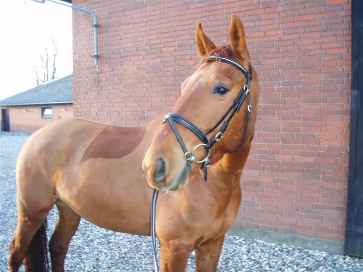 Palomino Blegvads Valentin - Efter træning skulle vi lige ud og vise hvad vi duer til på billeder :) //Melissa - 26/3-08// billede 4