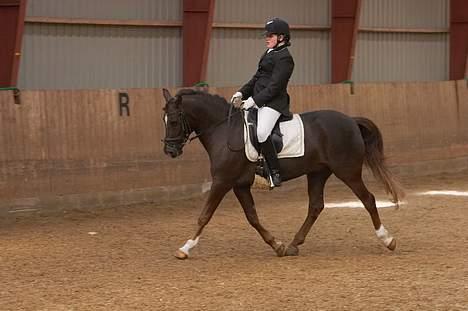 DSP Sønderlunds Parleur  - Til vores første stævne - trav (´: Jeg savner at sidde på din ryg .. billede 8