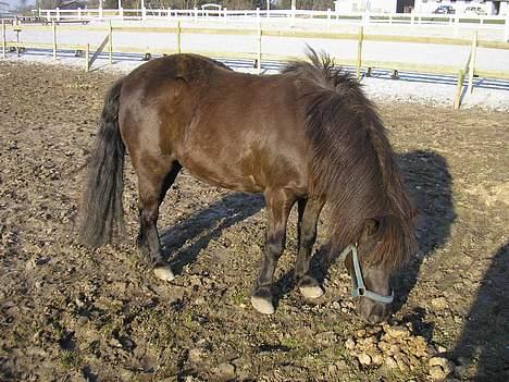 Shetlænder Sorte <3 *VIDIO* - Sorte på folden .  billede 1