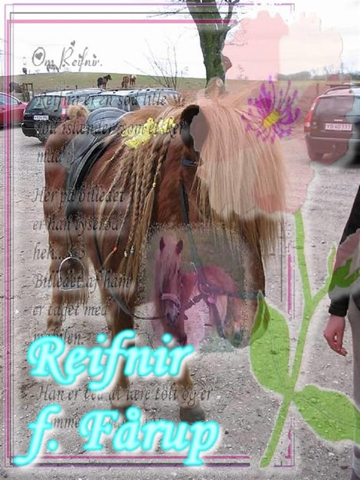 Islænder Reifnir f. Fårup - Reifnir ude på marken billede 1