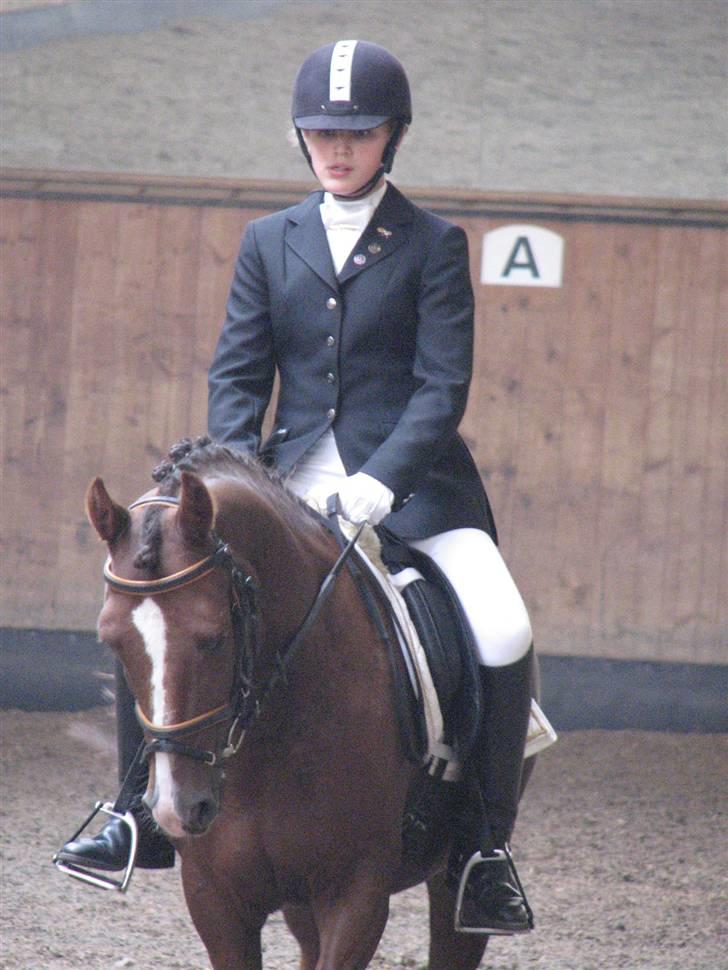 New Forest Boytano  - smukt ! super hoved billedet  billede 8