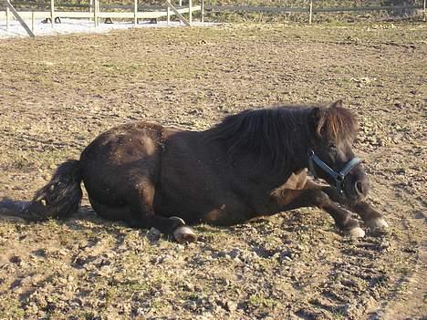 Shetlænder Sorte <3 *VIDIO* - Rullepølsen på vej op :P  billede 14