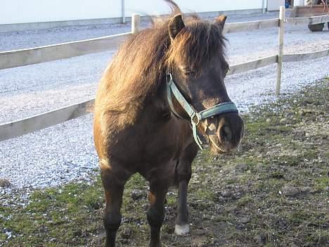 Shetlænder Sorte <3 *VIDIO* - Sorte på folden igen, hun fik øje på en cyklist eller noget :)  billede 15