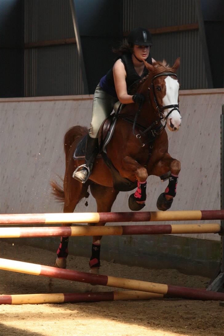 Anden særlig race Bækgårdens Rarfiti SOLGT - pony-uqe i hammerum :] det havde liqe reqnet, så det var mudret :s billede 5