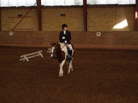 Pinto La-Chris Vesterlund - ved at varme op til lc 3 (: billede 5