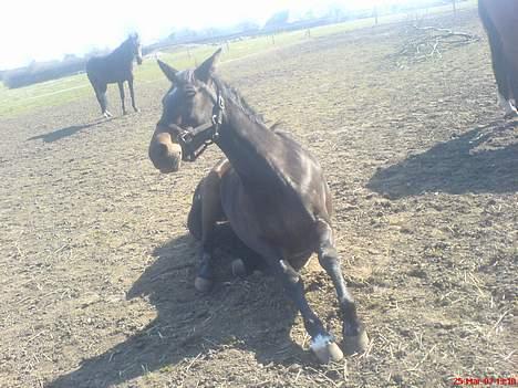 Anden særlig race Tamara  *SOLGT* billede 12