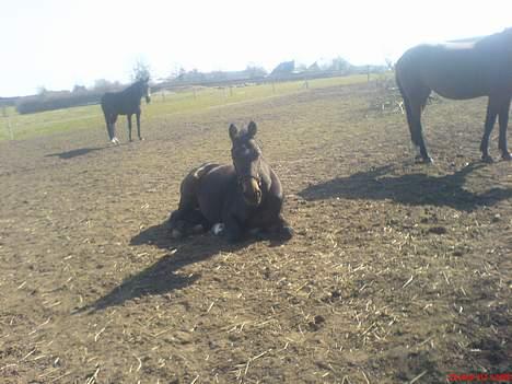 Anden særlig race Tamara  *SOLGT* billede 13