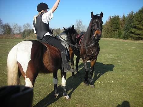 Anden særlig race Junker:) billede 8