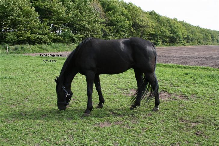 Anden særlig race Charly *solgt* - Så æder vi lidt græs.. billede 8