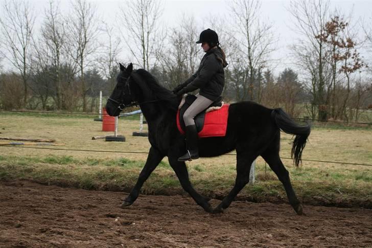 Anden særlig race Charly *solgt* - Trav ! billede 9