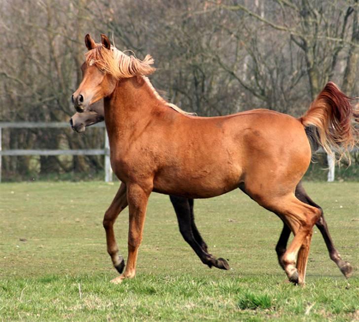 Arabisk fuldblod (OX) WML Jeenah Al Hawah - WML Jeenah Al Hawah 2009 billede 14