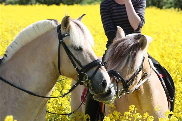 Fjordhest * FJODOR *  - fjodor til højre og filur til venstre, foto: mette med dittes kamera<3 billede 15