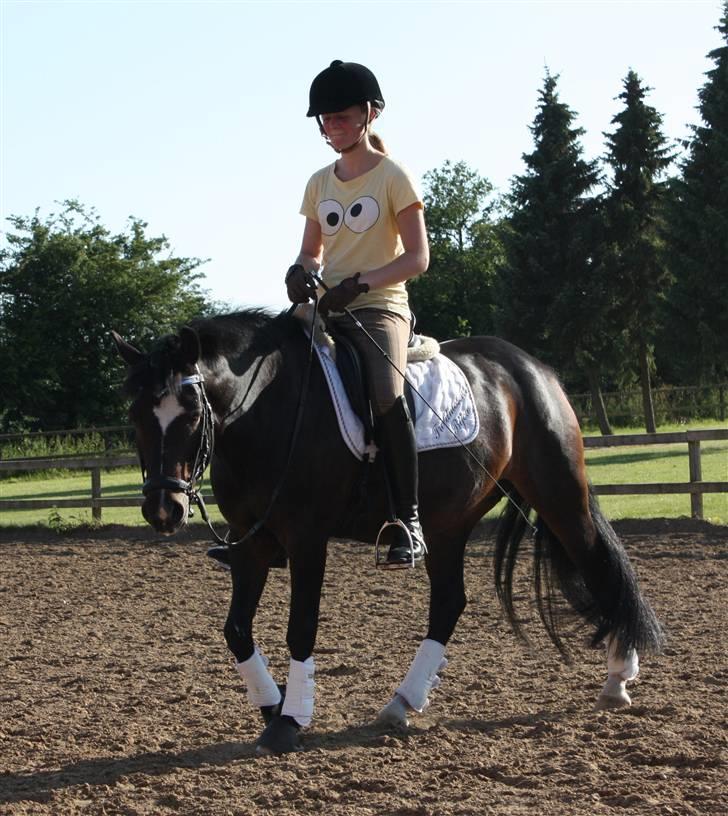 New Forest Troldmosens Bijou, B-PONY - Skridter den bedste lille pony af :´) <3 billede 11