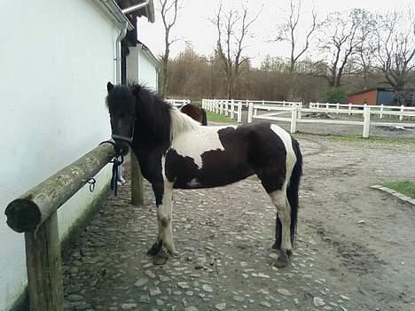 Islænder Vaka Fra Baldurshaga - Vaka stå og venter på vi skal ud og ride:P billede 10