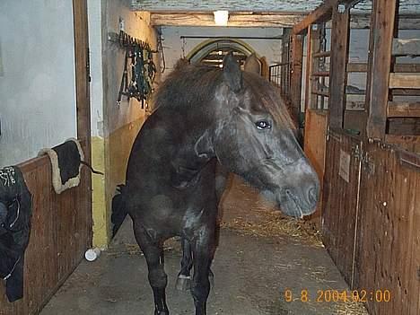 Anden særlig race Anastasia - Heej og velkommen til Anastasia´s(Anna) side. billede 1