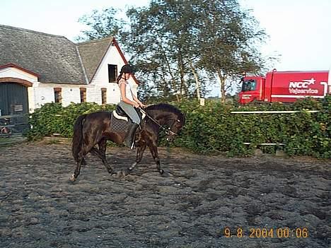 Anden særlig race Anastasia - Der trænede vi meget dressur for hun var blevet svær at styrer. Ved godt at hun går under lod men var lige begyndt at træne dressur. billede 2