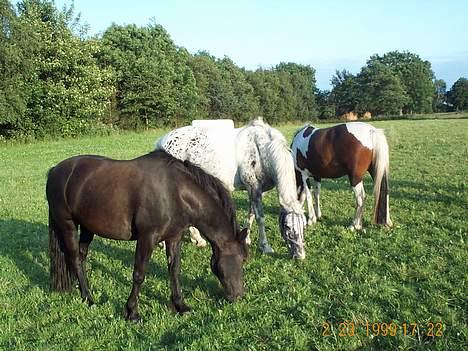Anden særlig race Anastasia - Sommer græs:) Anastasia forest Palet i midten og Nobby bagerst billede 4