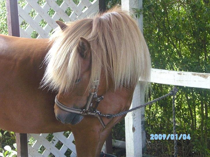 Islænder Fina-Gloa fra Jespergaard - Min elskede lille ponz <3 billede 11