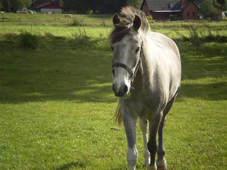 Anden særlig race Simba My Soul Mate - Laven Rideklub, sikke lækker han er <3  billede 4