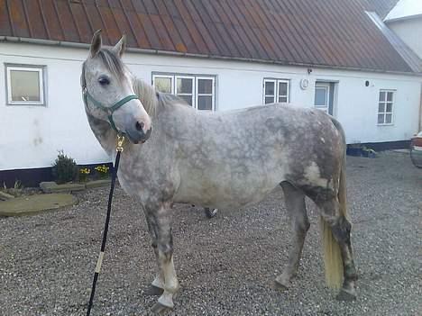 Anden særlig race Tessa *Solgt* - Sikke buttet hun er blevet.... hun skal fole d. 12 april. billede 17