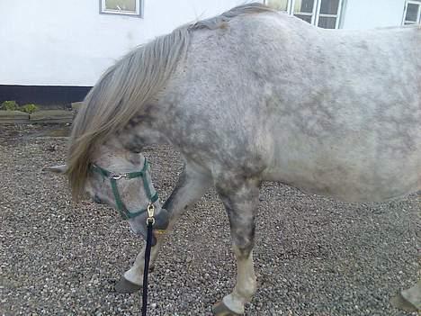 Anden særlig race Tessa *Solgt* - Så skal der lige kløes.... billede 18