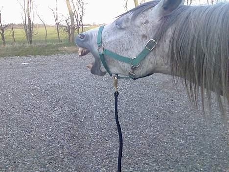 Anden særlig race Tessa *Solgt* - Gaaaab.... der er nu hårdt at være i fol... billede 19