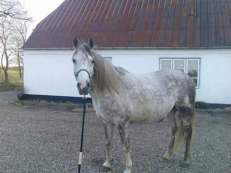 Anden særlig race Tessa *Solgt* - Buttet lille dame... smiler... glæder mig til at føllet kommer.! billede 20