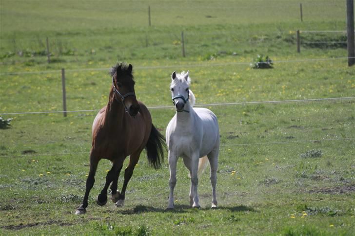 Hollandsk Sportspony Kesso - SOLGT - kesso & ringo star aka baby billede 3