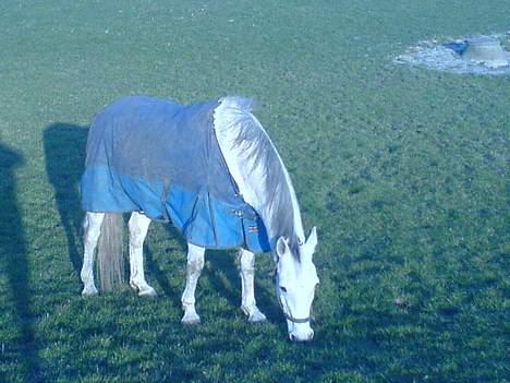Anden særlig race Zar *SOLGT* - ihh elsker diig billede 7