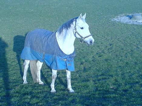 Anden særlig race Zar *SOLGT* - skønne zar billede 8