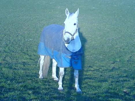 Anden særlig race Zar *SOLGT* - min herlighed <3 billede 9