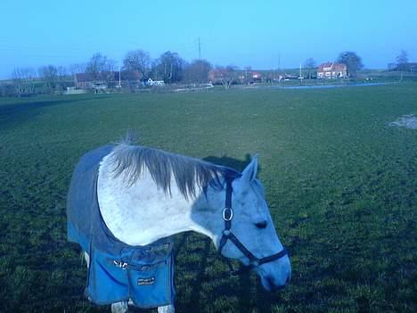 Anden særlig race Zar *SOLGT* - Christinas Zar<3 billede 10