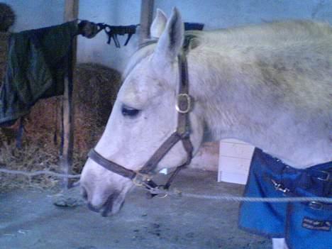 Anden særlig race Zar *SOLGT* - sikke dog en flot hyp billede 11