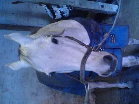 Anden særlig race Zar *SOLGT* - ilu billede 12