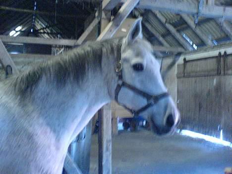 Anden særlig race Zar *SOLGT* - nurh hvor er du bare skøn billede 13