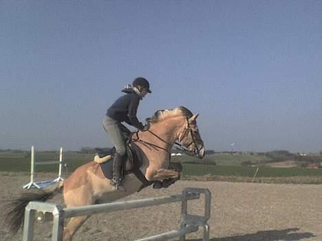 Fjordhest NapoleonSOOLGT - sprintræning med ejer billede 20