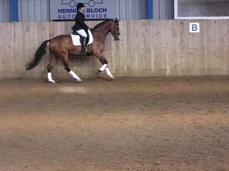 Westfaler Ronja - galop af langsiden. billede 5
