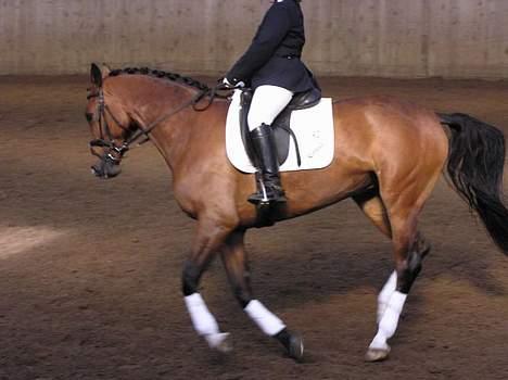 Westfaler Ronja - Stævne billede 6