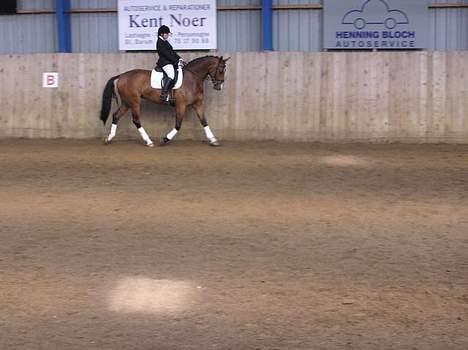 Westfaler Ronja - til stævne billede 7