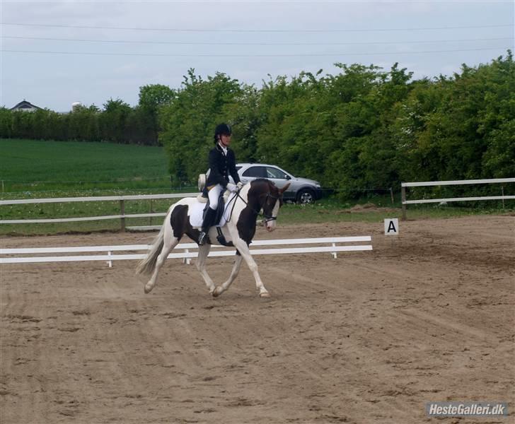 Pinto Cassiopeia Sunrise'solgt' billede 1